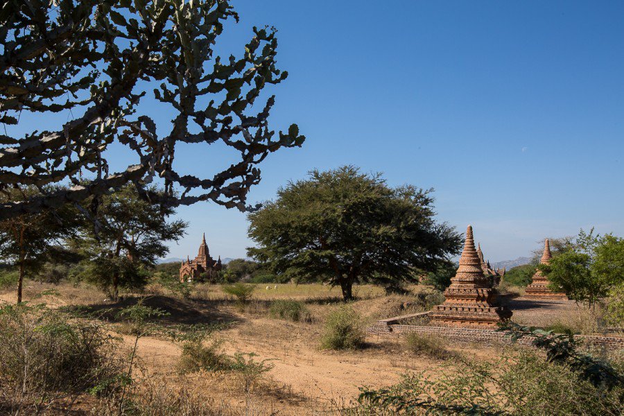 La plaine de Bagan poussiéreuse, sa végétation arbustive et les innombrables stupas et temples.