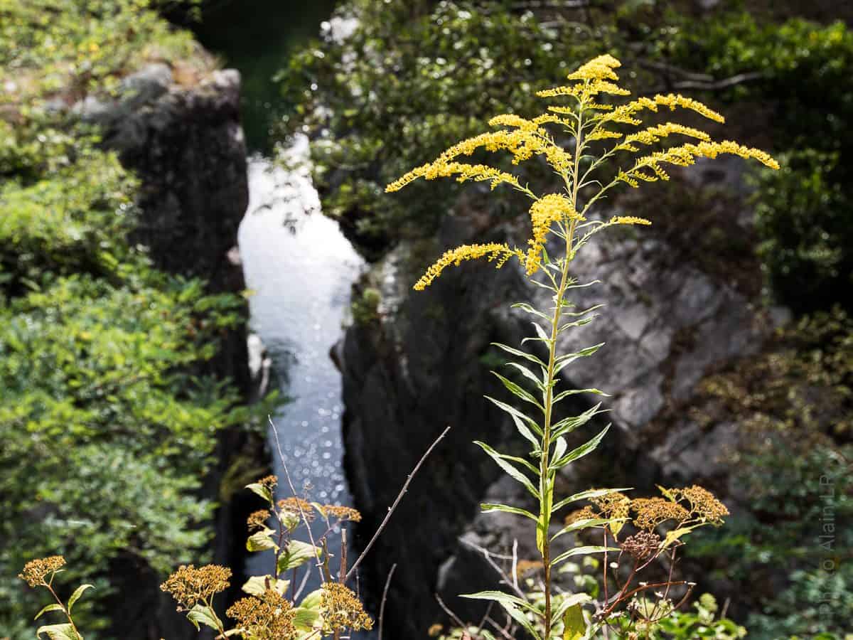 Nature sauvage de la Haute Ardèche