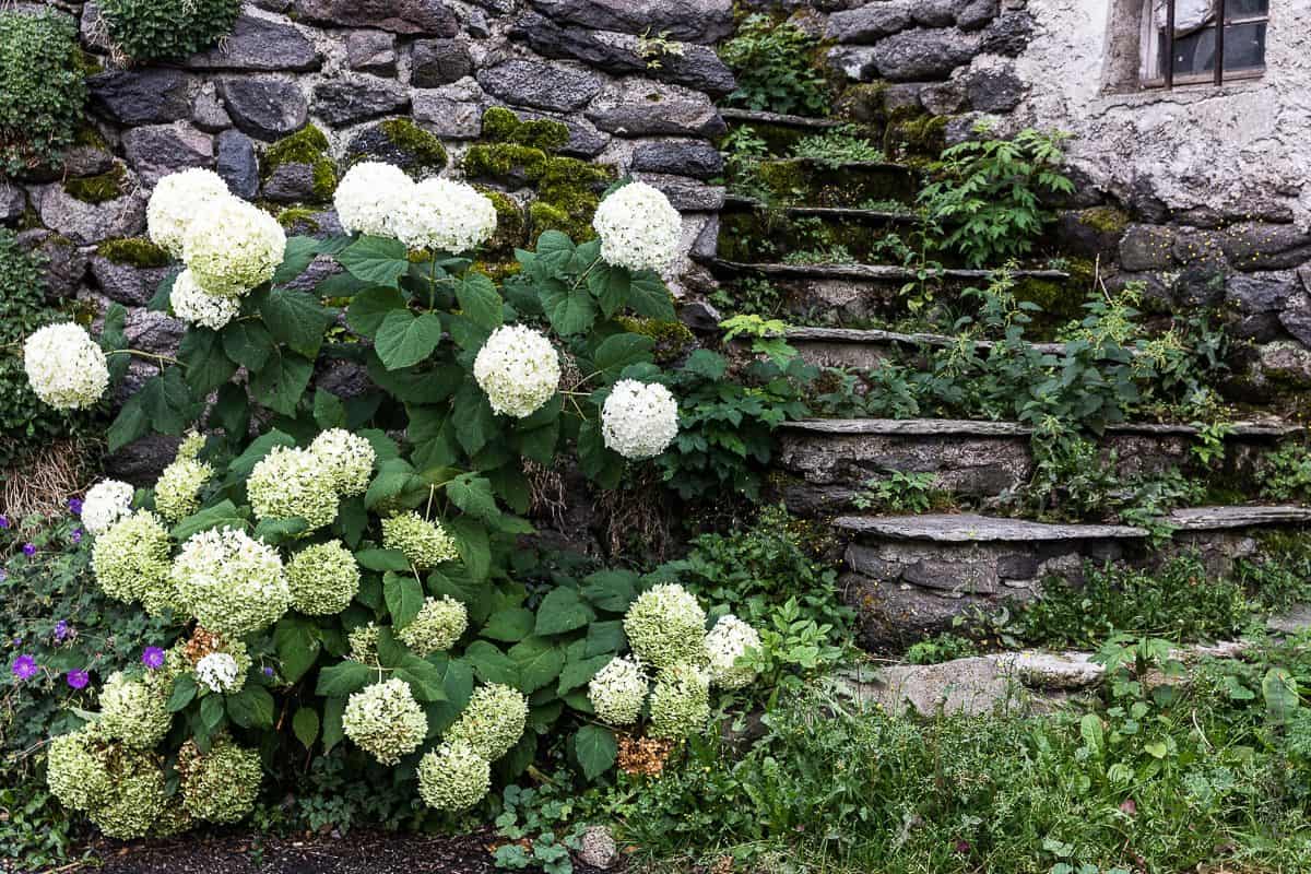 Fleurs et vielles pierres